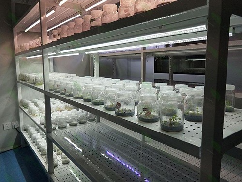 紫云植物组织培养实验室设计建设方案